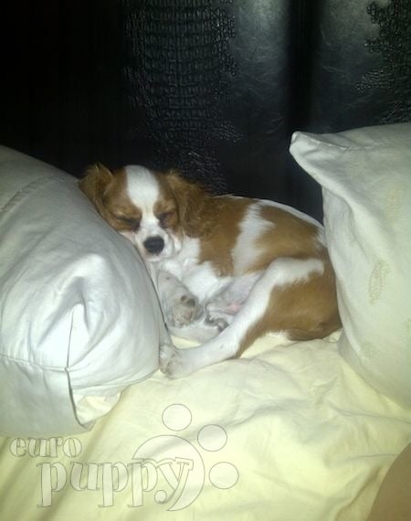 Alfie - Cavalier King Charles Spaniel, Euro Puppy review from United Arab Emirates