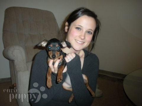 Ali - Miniature Pinscher, Euro Puppy review from Italy