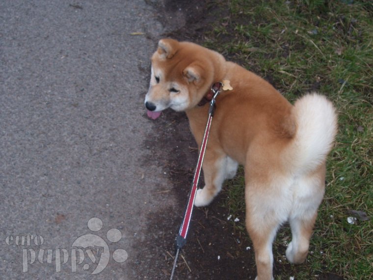 Shiba - Shiba Inu, Euro Puppy review from Germany