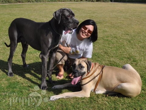 Kosmo - Great Dane, Euro Puppy review from United Arab Emirates