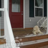 Rasta - Komondor, Euro Puppy Referenzen aus United States