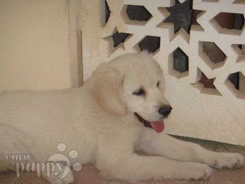 Bonnie - Golden Retriever, Euro Puppy review from Qatar