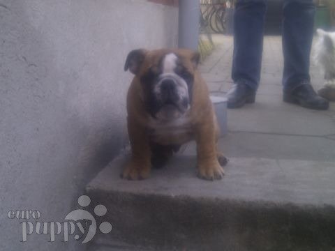 Eddie - Miniature English Bulldog, Euro Puppy review from Denmark
