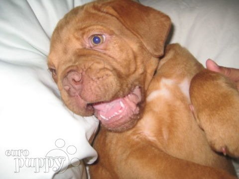 Sonja - Dogue de Bordeaux, Euro Puppy Referenzen aus United States