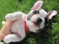 Dexter - French Bulldog, Euro Puppy review from Italy