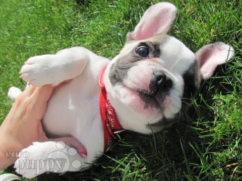 Dexter - Französische Bulldogge, Euro Puppy Referenzen aus Italy