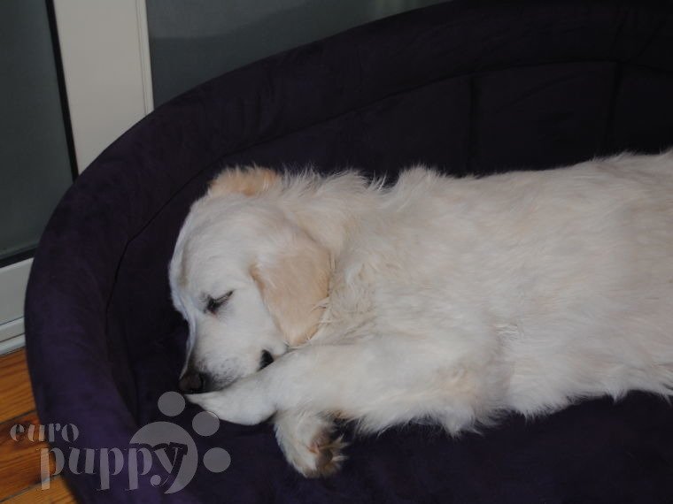 Lana - Golden Retriever, Referencias de Euro Puppy desde Egypt