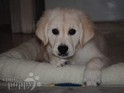 Lana - Golden Retriever, Referencias de Euro Puppy desde Egypt