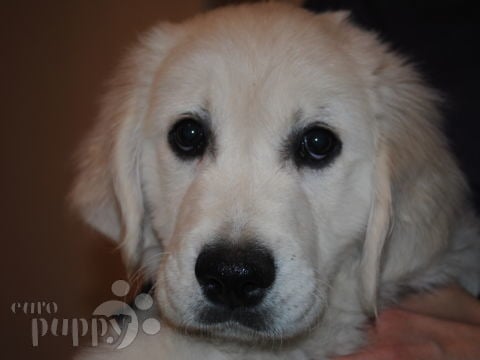 Lana - Golden Retriever, Euro Puppy Referenzen aus Egypt