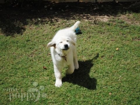 Doris - Golden Retriever, Euro Puppy Referenzen aus United Arab Emirates