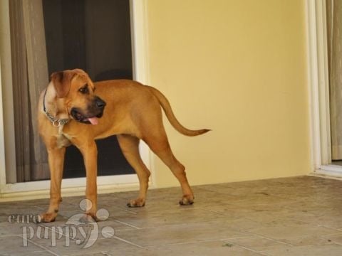Kensha - Tosa Inu, Euro Puppy Referenzen aus India