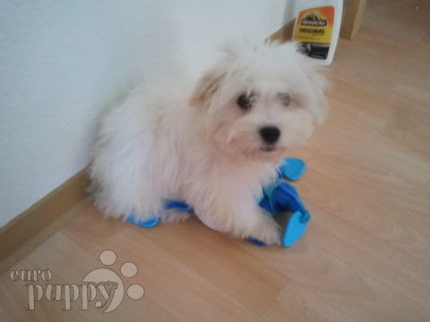 Romeo - Coton de Tulear, Euro Puppy review from Germany
