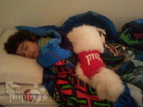 Romeo - Coton de Tulear, Euro Puppy review from Germany