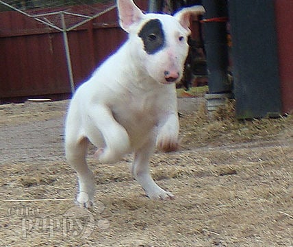 Stubby - Bull Terrier, Euro Puppy review from Sweden