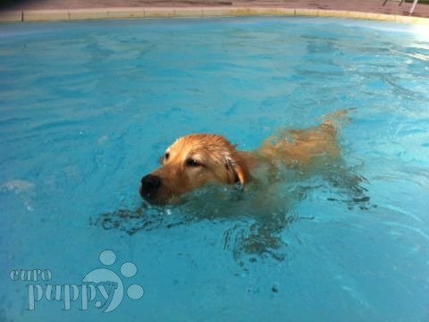 Bella - Labrador Retriever, Euro Puppy review from Qatar