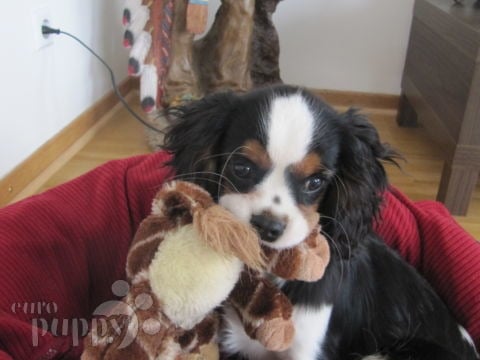 Zippy - Cavalier King Charles Spaniel, Euro Puppy review from Germany