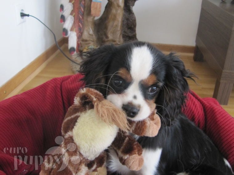 Zippy - Cavalier King Charles Spaniel, Euro Puppy Referenzen aus Germany