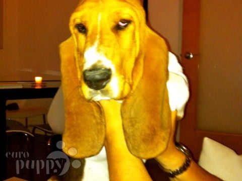 Denzil - Basset Hound, Euro Puppy review from Spain