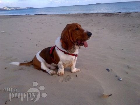 Denzil - Basset Hound, Euro Puppy review from Spain