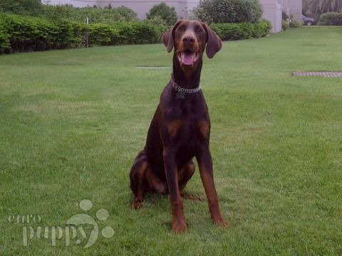 Ceasar - Dobermann, Euro Puppy review from United Arab Emirates