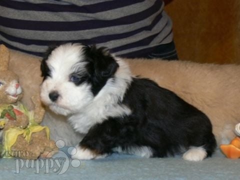 Smokey - Havanese, Euro Puppy review from Spain