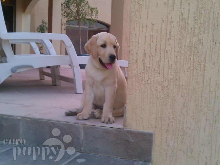 Buddy and Ella - Labrador Retriever, Euro Puppy review from Saudi Arabia