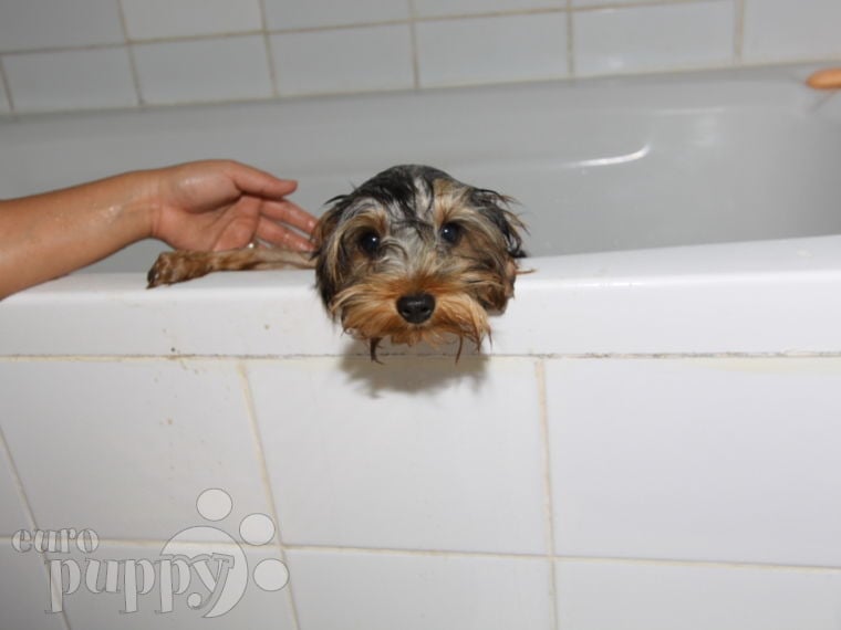 Baxter - Yorkshire Terrier, Euro Puppy review from Saudi Arabia