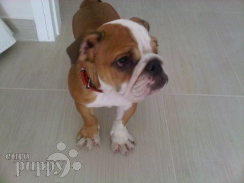 Charade - Bulldog Inglés, Euro Puppy review from United Arab Emirates