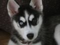 Kiska - Husky Siberiano, Euro Puppy review from Germany
