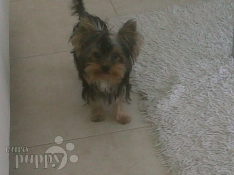 Cookie - Yorkshire Terrier, Euro Puppy review from United Arab Emirates