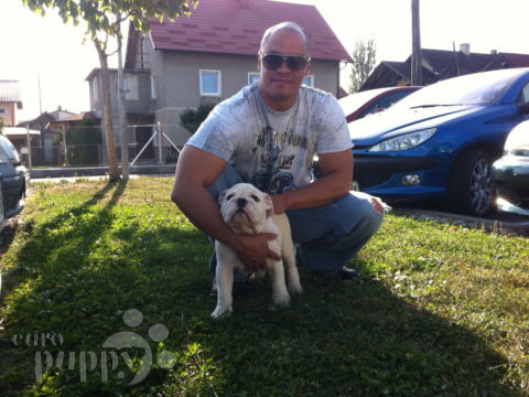 Bumper - English Bulldog, Euro Puppy review from Italy