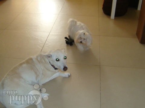 Bam Bam - Malteser, Euro Puppy Referenzen aus United Arab Emirates