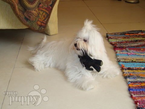 Bam Bam - Maltés, Euro Puppy review from United Arab Emirates
