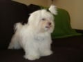 Bam Bam - Maltese, Euro Puppy review from United Arab Emirates