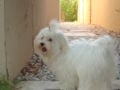 Bam Bam - Maltese, Euro Puppy review from United Arab Emirates