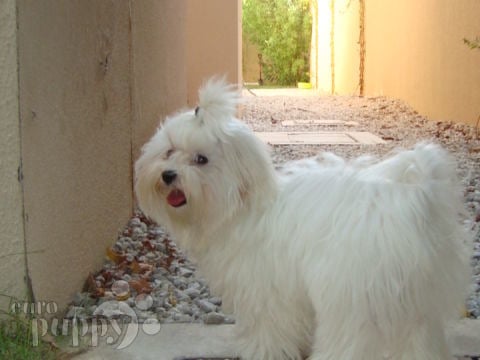 Bam Bam - Malteser, Euro Puppy Referenzen aus United Arab Emirates