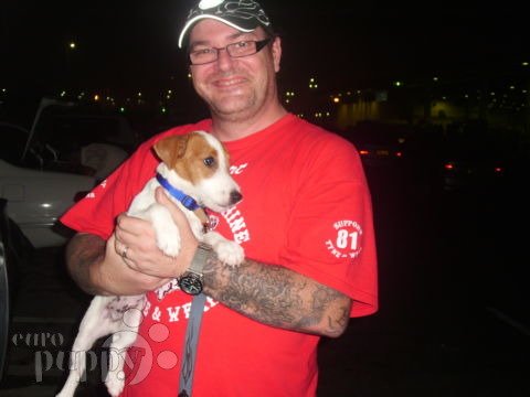 Milo - Jack Russell Terrier, Referencias de Euro Puppy desde United Arab Emirates