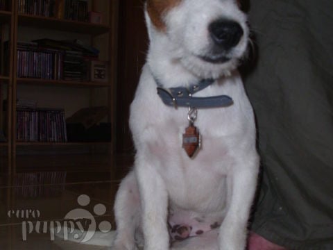 Milo - Jack Russell Terrier, Euro Puppy review from United Arab Emirates