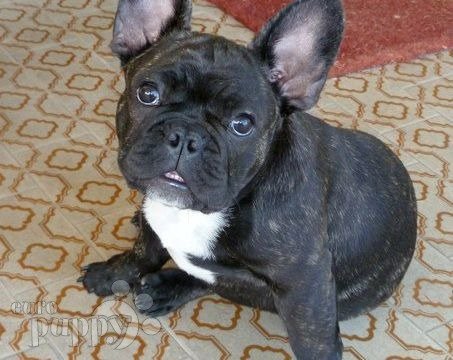 Gino - Französische Bulldogge, Euro Puppy review from Italy