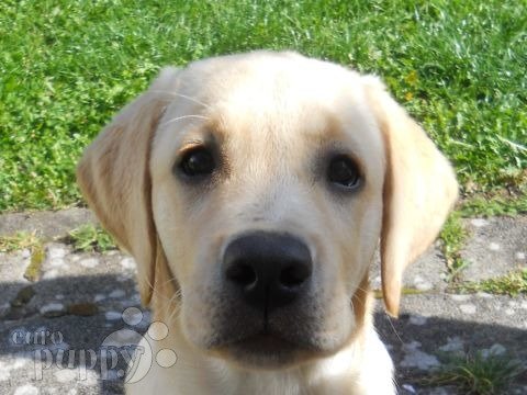 Kendra - Labrador Retriever, Euro Puppy review from Germany