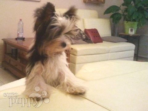 Tiffany - Biewer Terrier, Euro Puppy Referenzen aus France