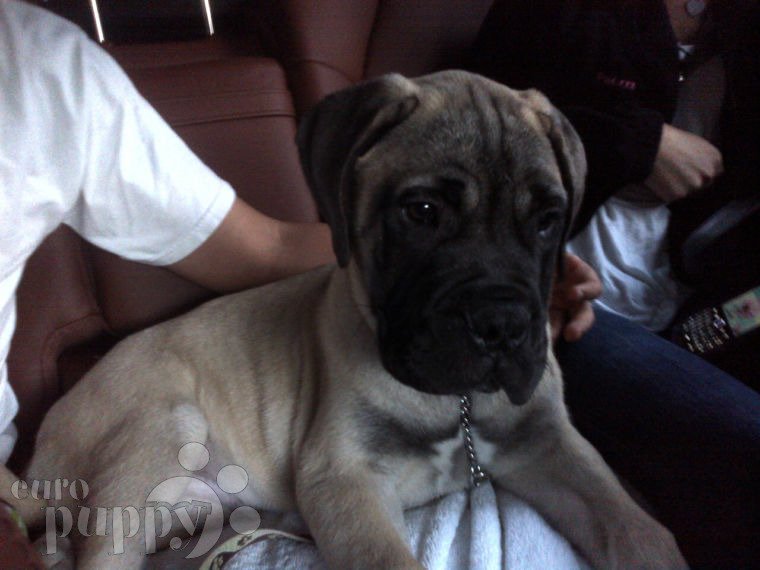 Bodger - Bullmastiff, Euro Puppy review from Puerto Rico
