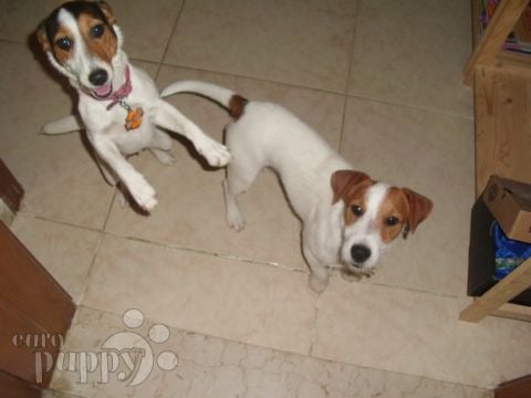 Geddy & Honey - Jack-Russell-Terrier, Euro Puppy review from United Arab Emirates