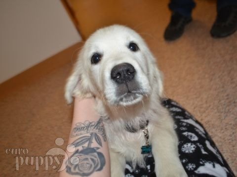 Bear - Golden Retriever, Euro Puppy review from Germany