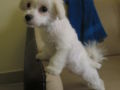 Stardust - Maltese, Euro Puppy review from Qatar