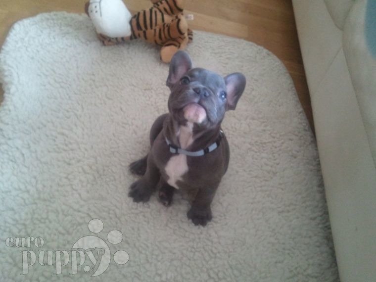Curaco - French Bulldog, Euro Puppy review from Slovenia