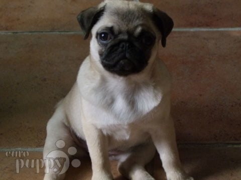 Chanel - Pug, Referencias de Euro Puppy desde Qatar