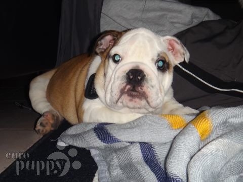 Malcolm - English Bulldog, Euro Puppy review from Germany