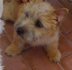 Kiwi - Norwich Terrier, Euro Puppy Referenzen aus United Arab Emirates