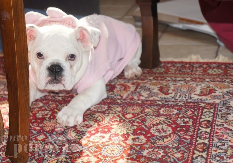 Amelia - Bulldog Inglés, Euro Puppy review from Germany
